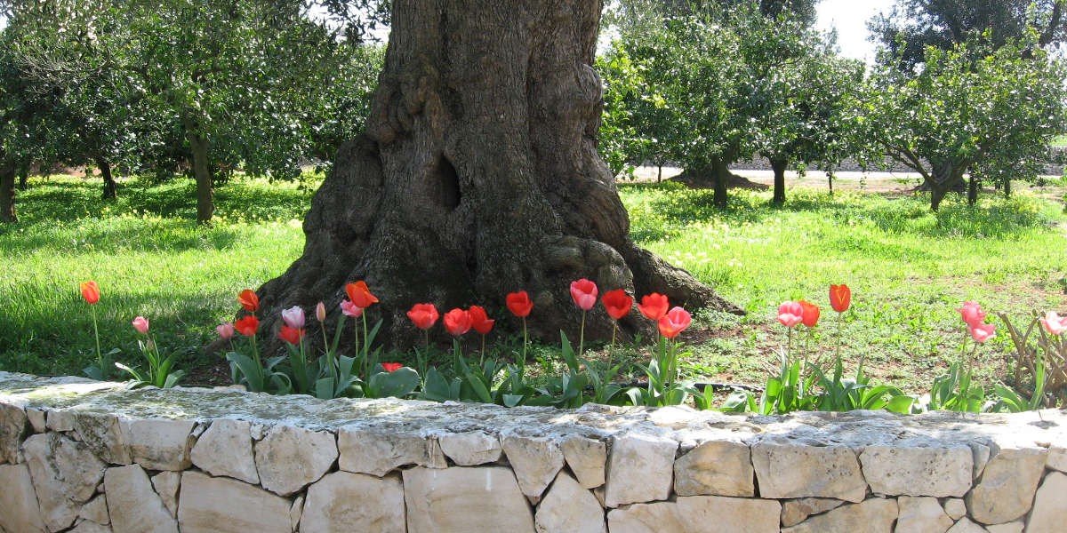Primavera_4h
