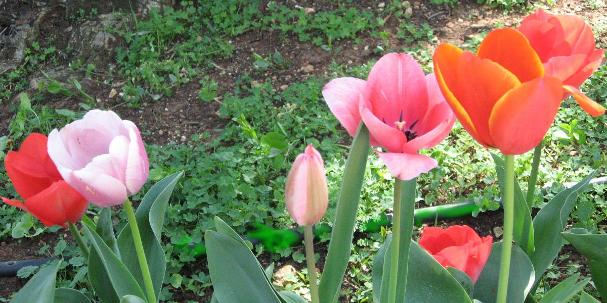 Primavera_5h