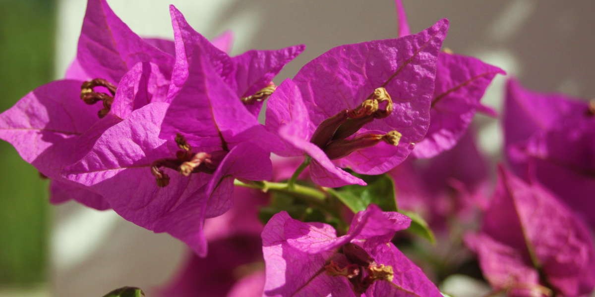 fiori_1
