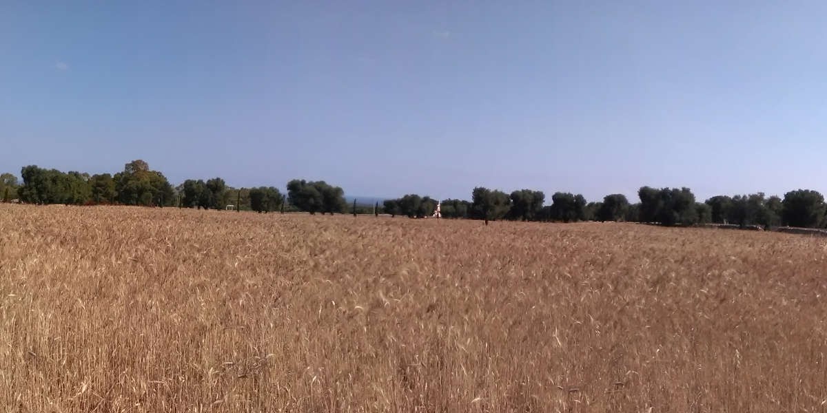grano_maturo_1h