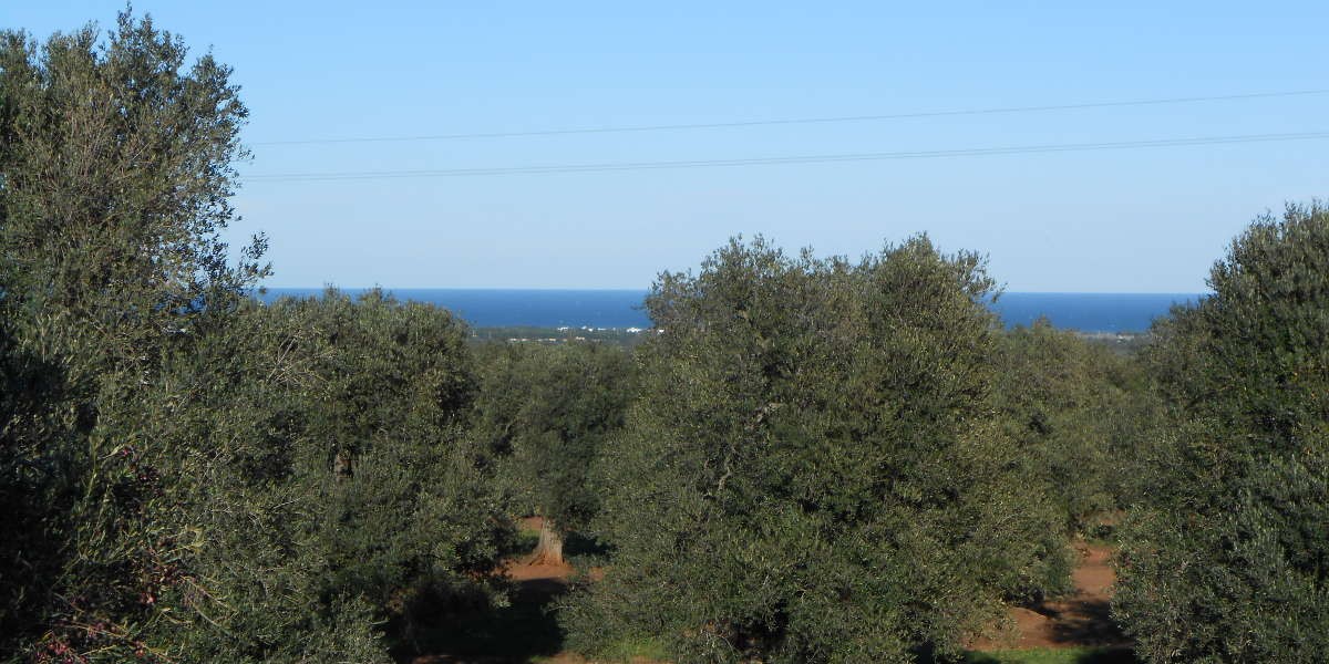 mare_1h