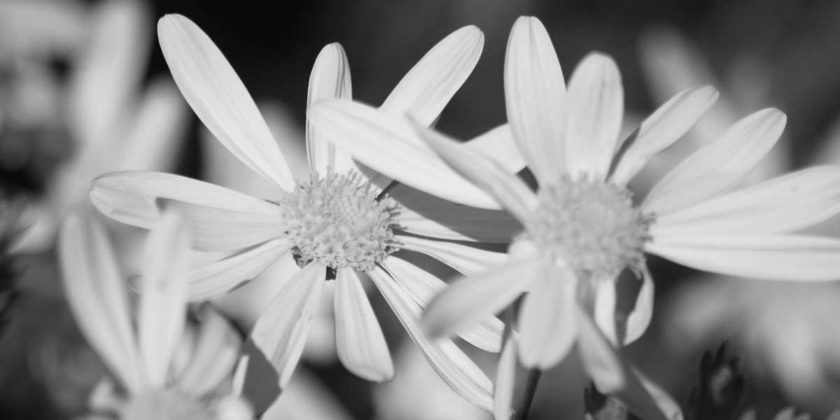 primavera_2hBN