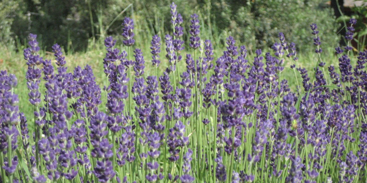 01lavanda_1200