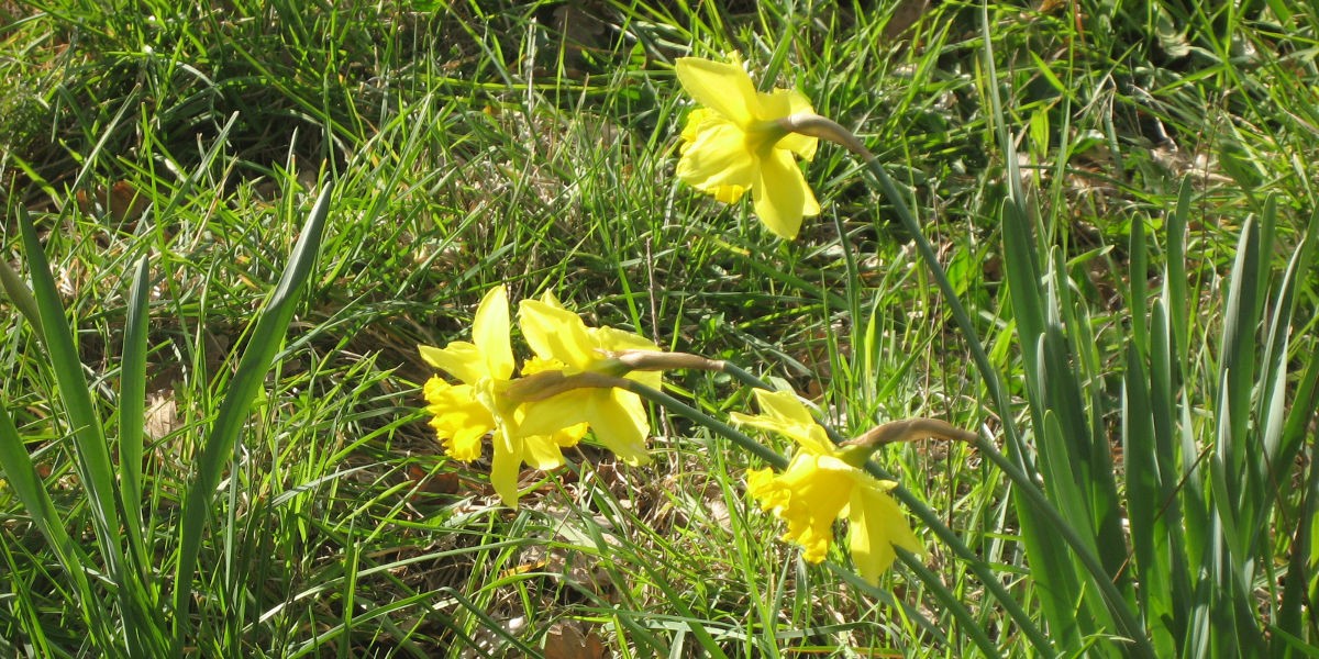01narcisi_1200