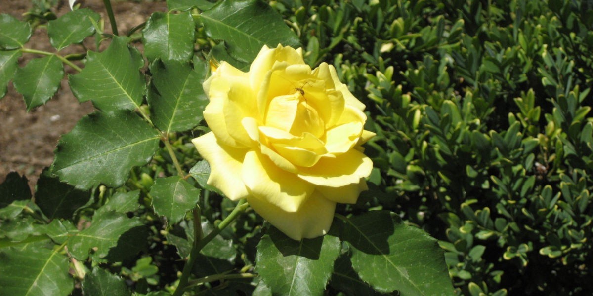 01rosa_gialla_1200