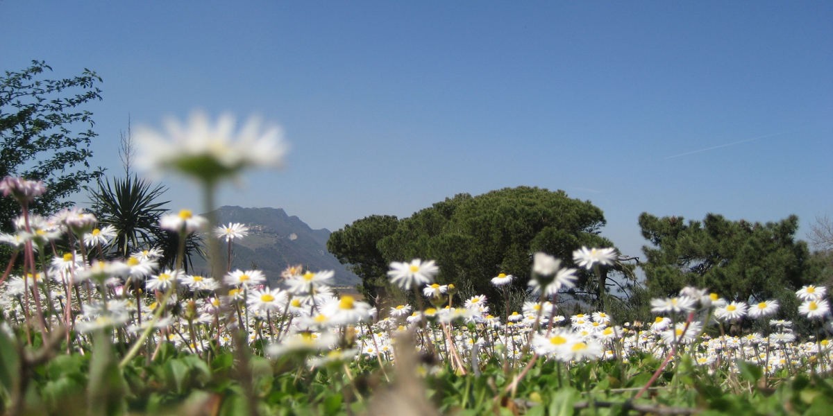 01soratte_con_margherite_1200
