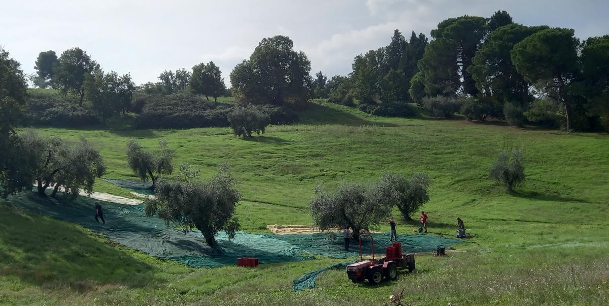 02-raccolta_olive