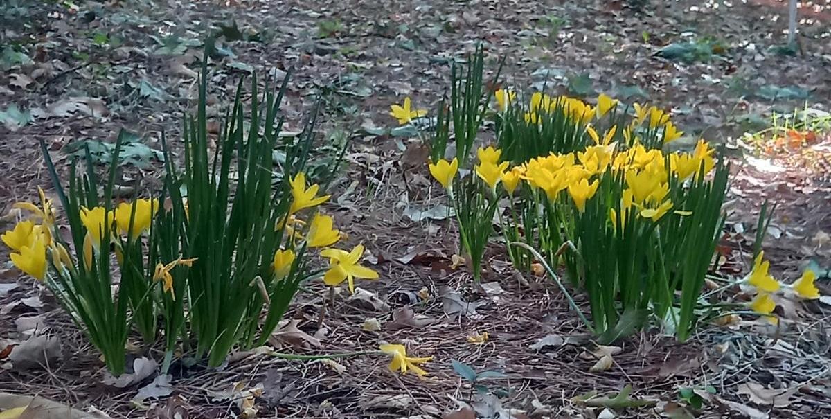 02_fiori_bosco