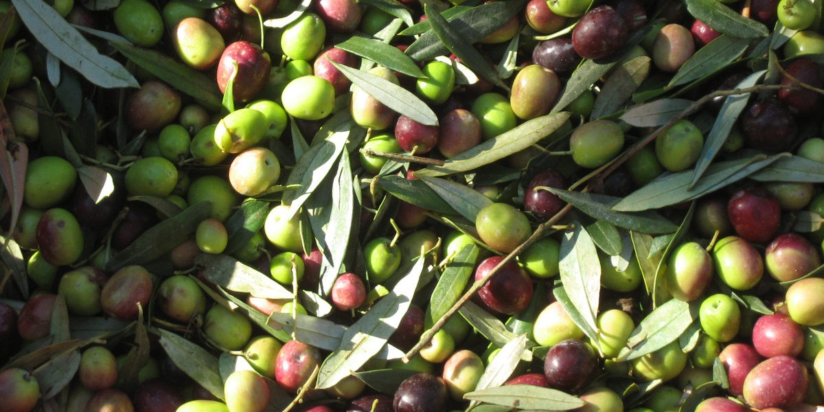 02olive_1200