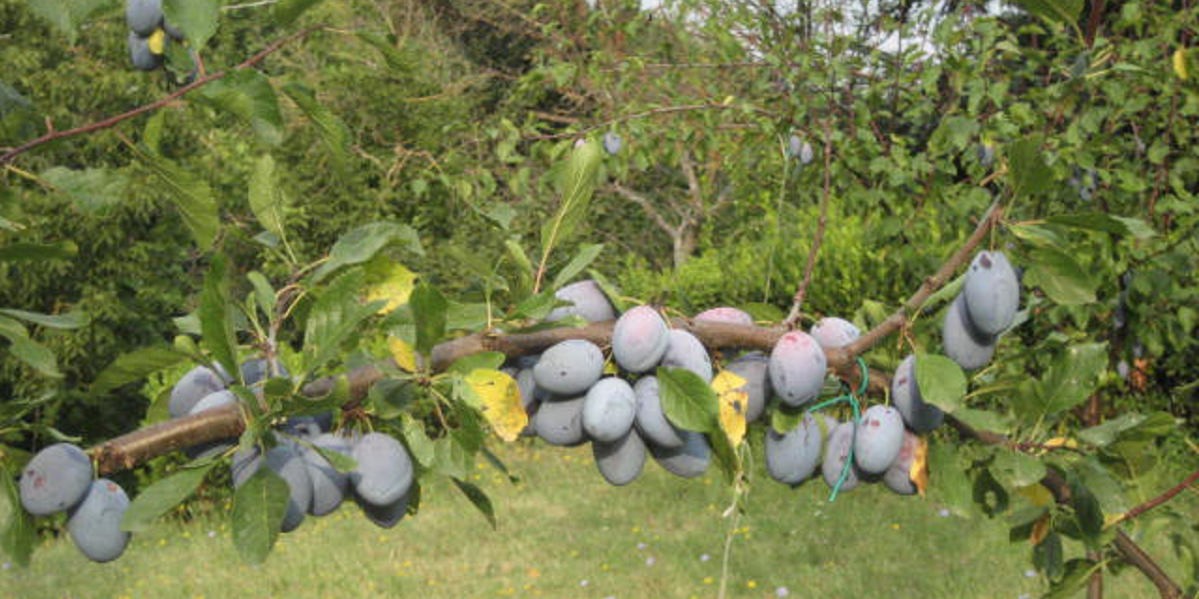 02prugne_1200