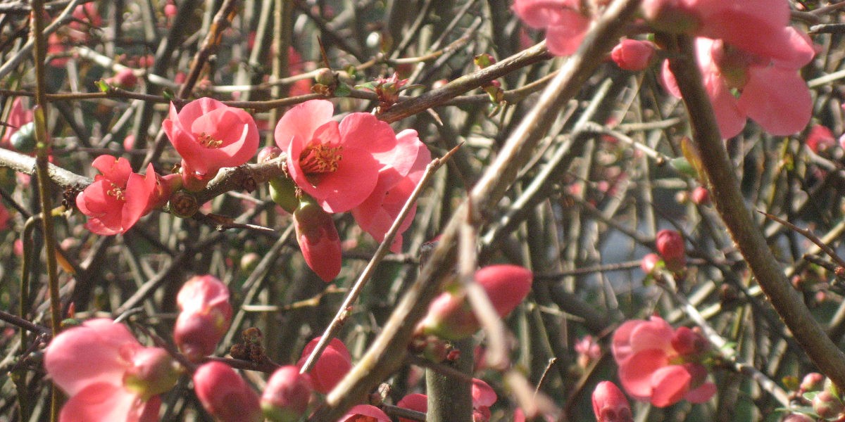 03fiori_1200