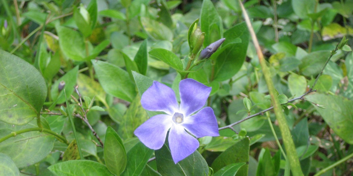 03pervinca_1200