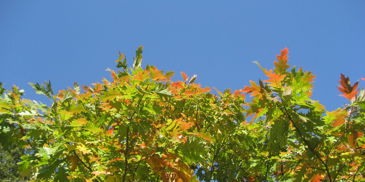 03quercia_autunno_1200
