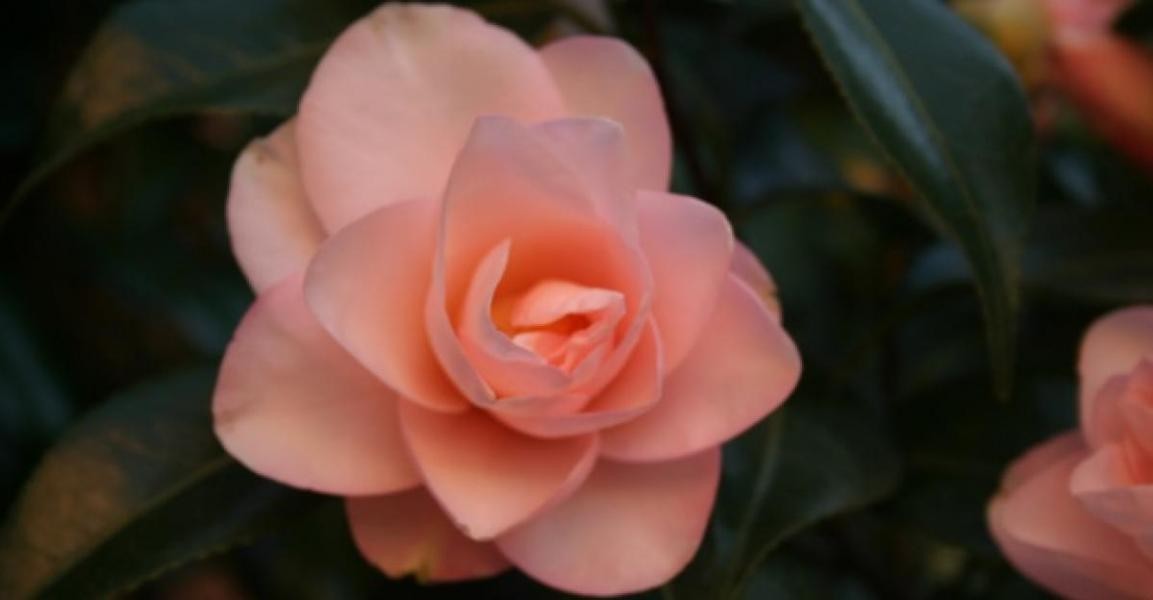 04_camelia_tagliata