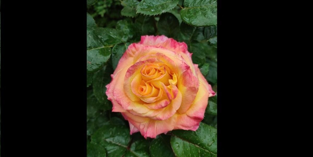 04_rosa_chiostro