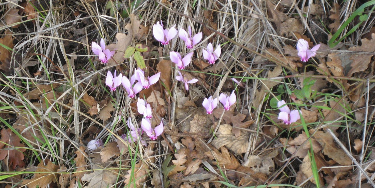 04ciclamini_selvatici_1200