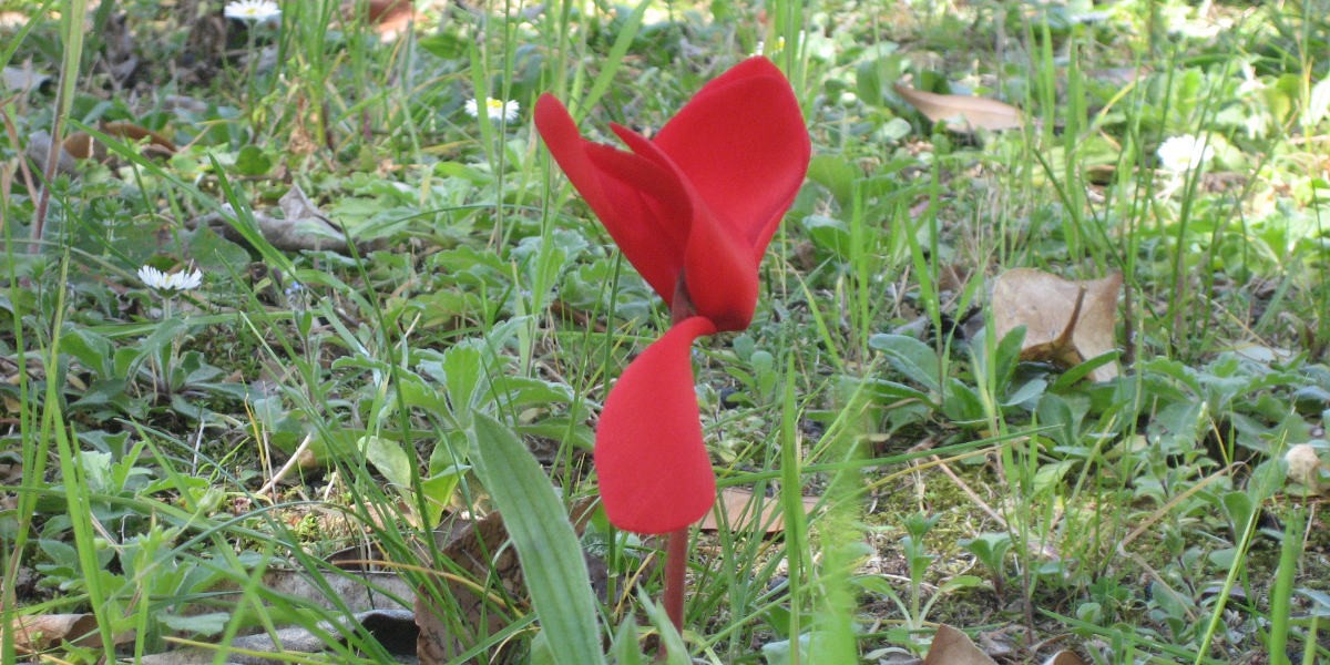 04ciclamino_rosso_1200
