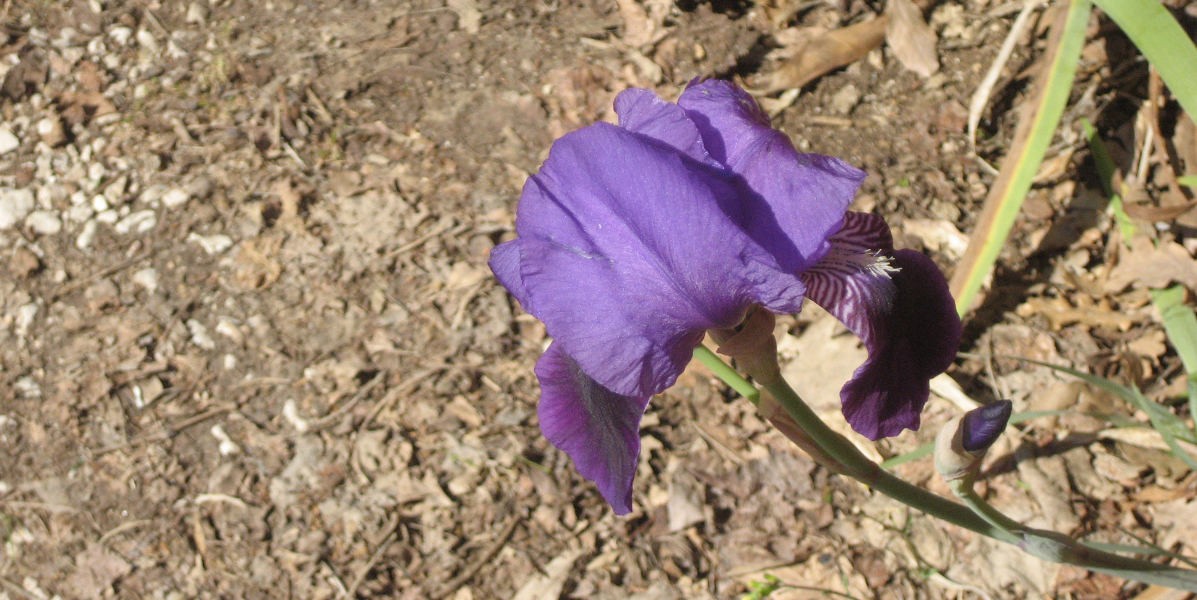 04iris_1200