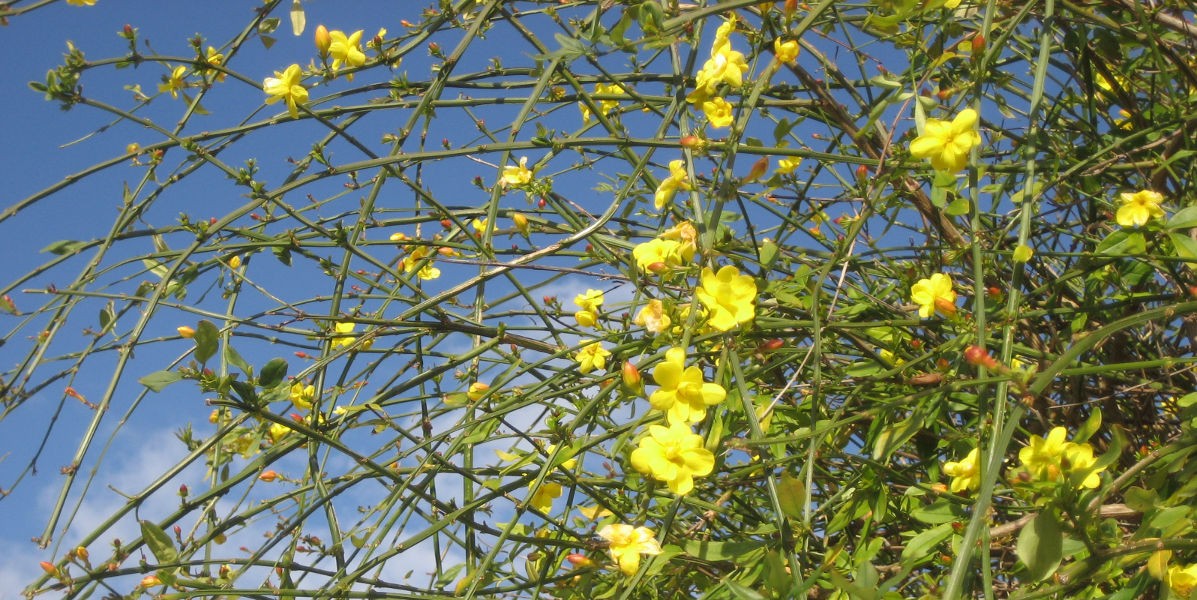 05fiori_primaverili_1200