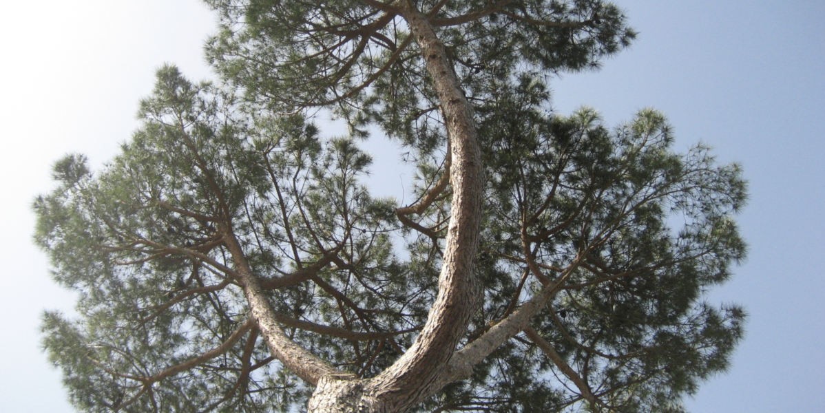 albero_sopra_orto1200