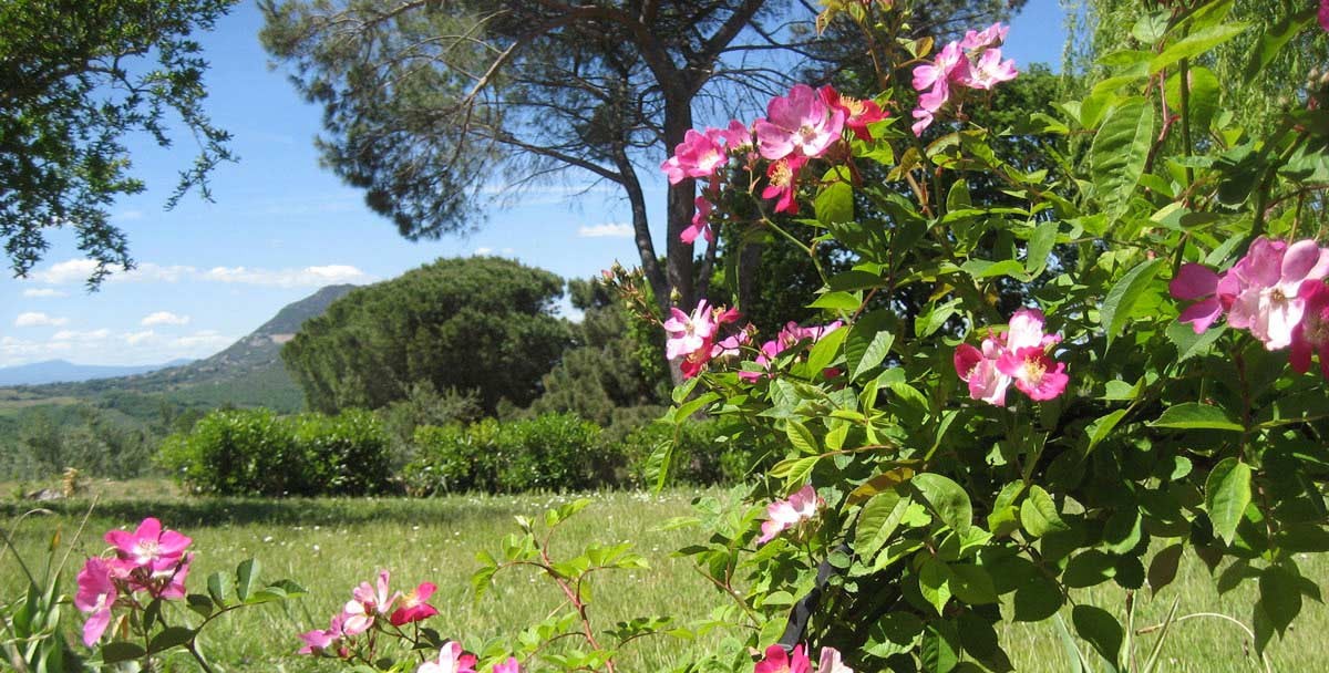 fiori-1200x600