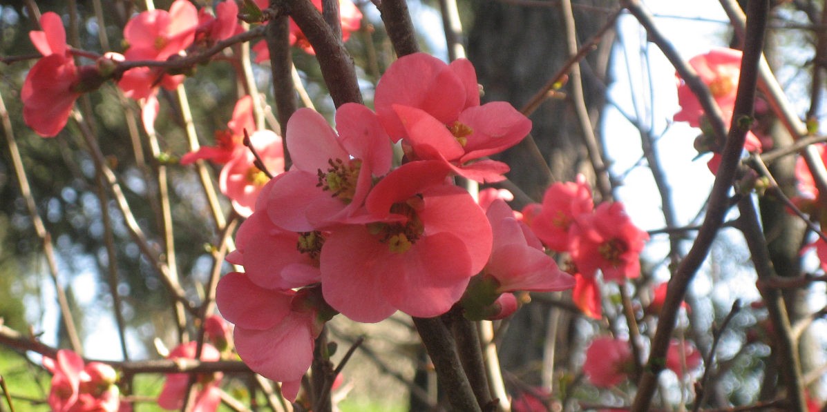 fiori_giapponesi_1200