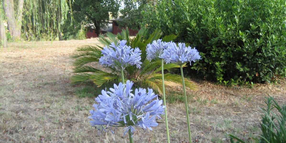 fiori_luglio1200