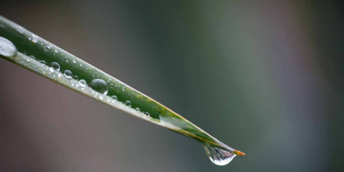 goccia_su_erba_1200