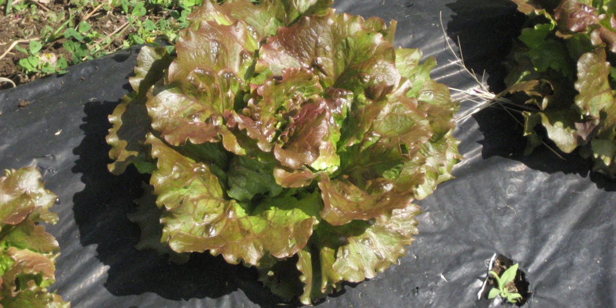 insalata_1200