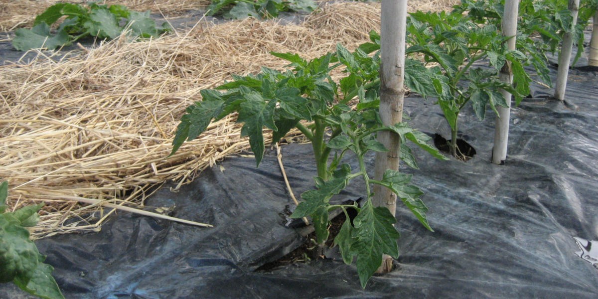orto_maggio_1200