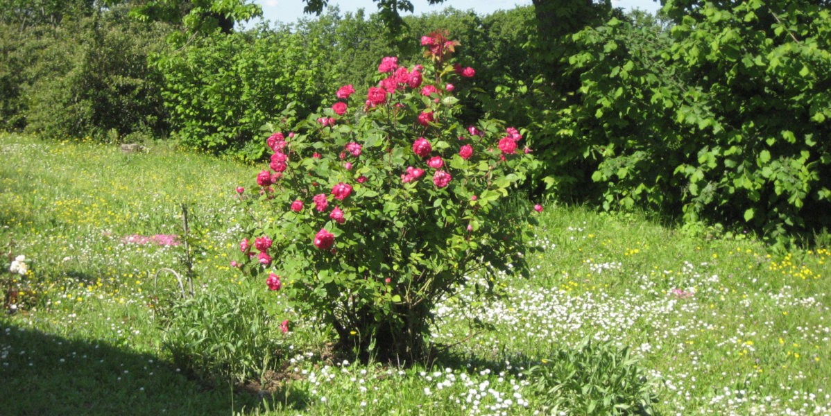 rosa_1200