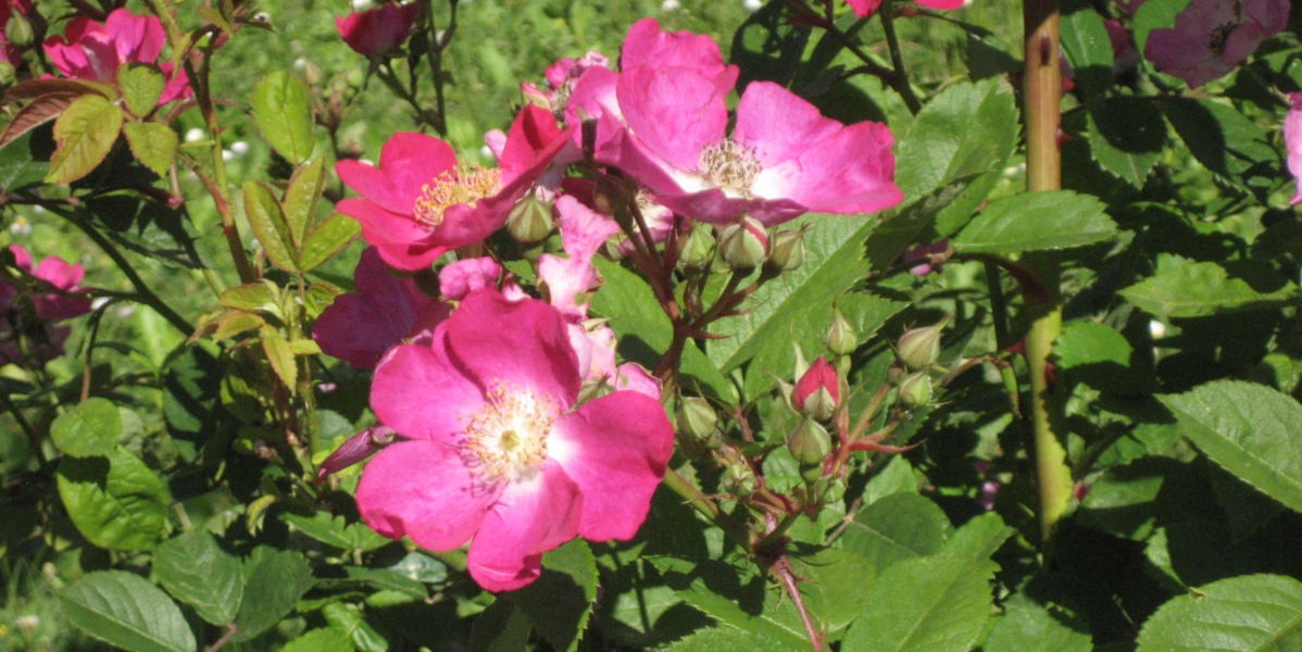 roselline_1200.jpg